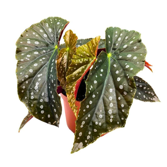 Harmony's Mango Tango Angel Wing, 6 inch Cane Begonia Light Large Leaf Silver Tip White Polkadot