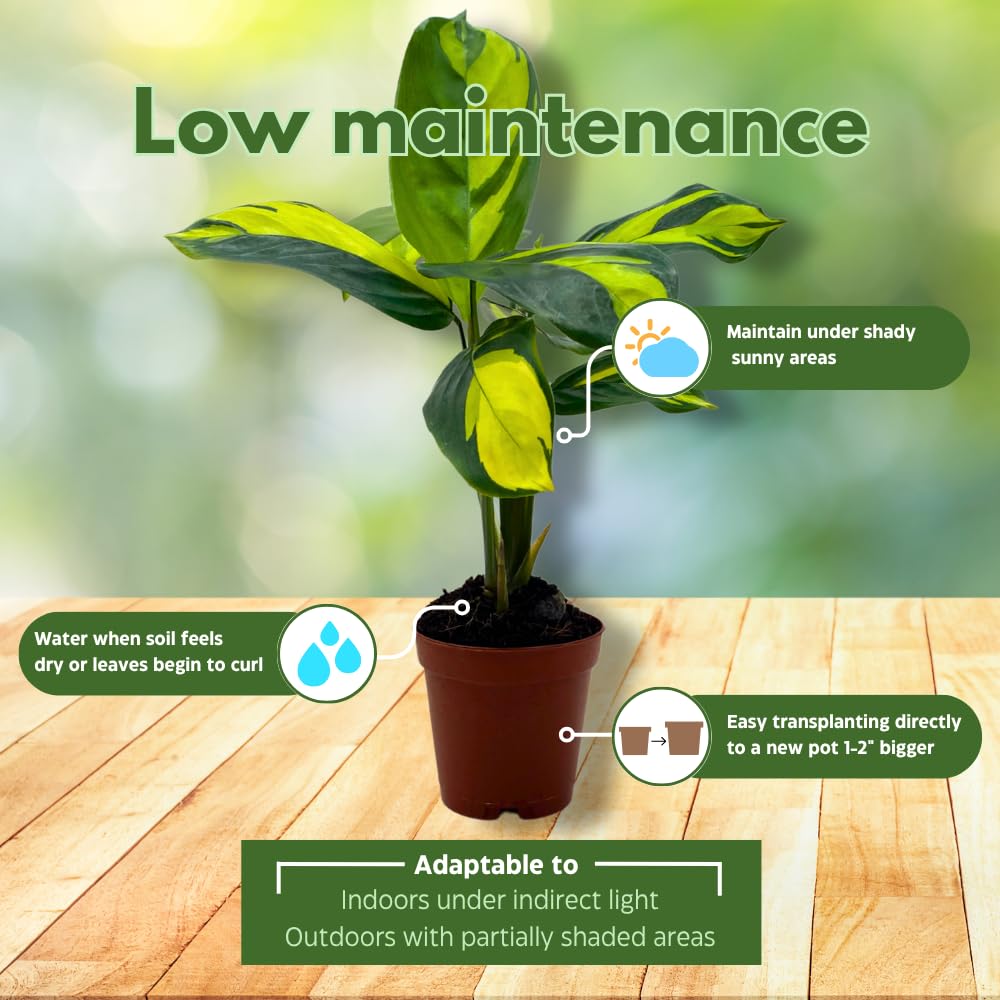 BubbleBlooms Calathea Pilosa in a 2 inch Pot Tiny Minie Pixie Plant