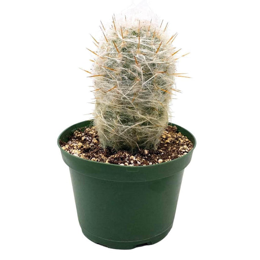 BubbleBlooms Silver Torch Cactus 6 inch