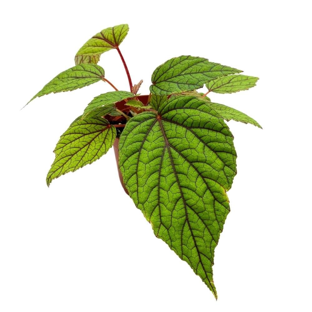 Begonia abdullahpieei, 4 inch Green Rare Rhizomatous Rhizo Red Stem Veins