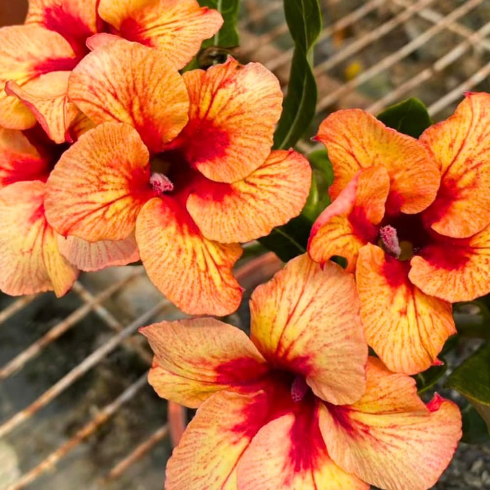 BubbleBlooms Desert Rose Predator in a 4 inch Pot Extremely Rare Flower