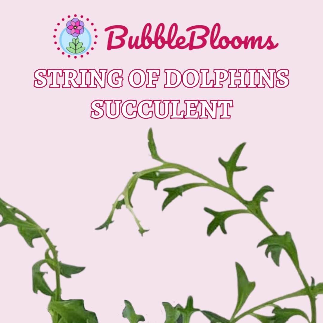 String of Dolphins! Curio x peregrinus/Dolphin Necklace, Flying Dolphins/Dolphin Plant/Senecio Hippogriff/String of Dolphins Plant