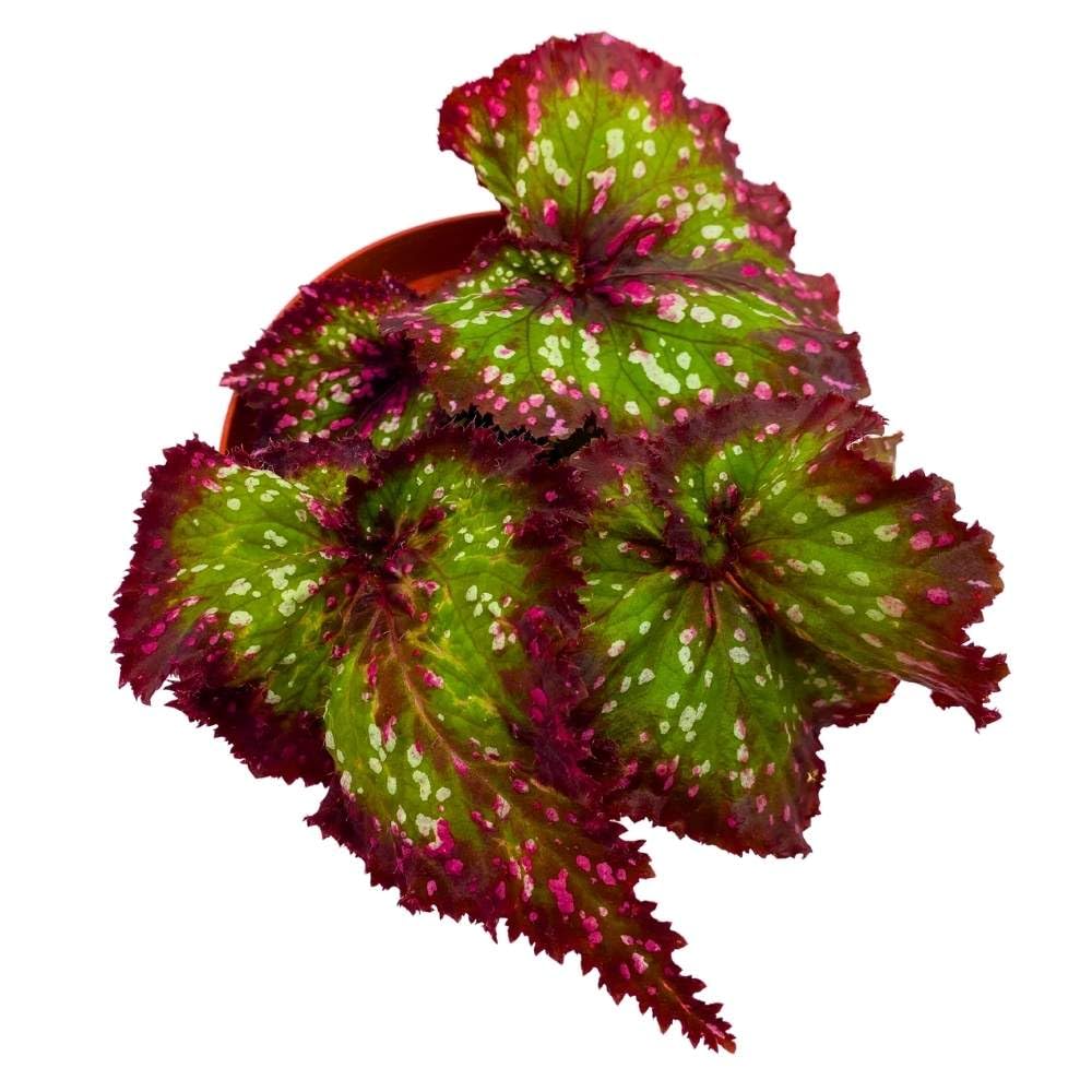 Harmony's Mardi Gras Begonia Rex Pink Green White Dots