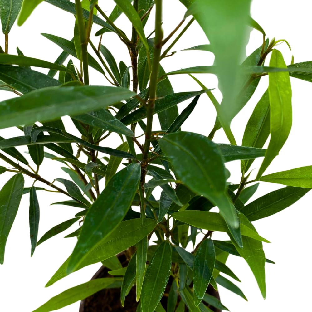 BubbleBlooms Narrow Leaf Fig in a 4 inch Pot