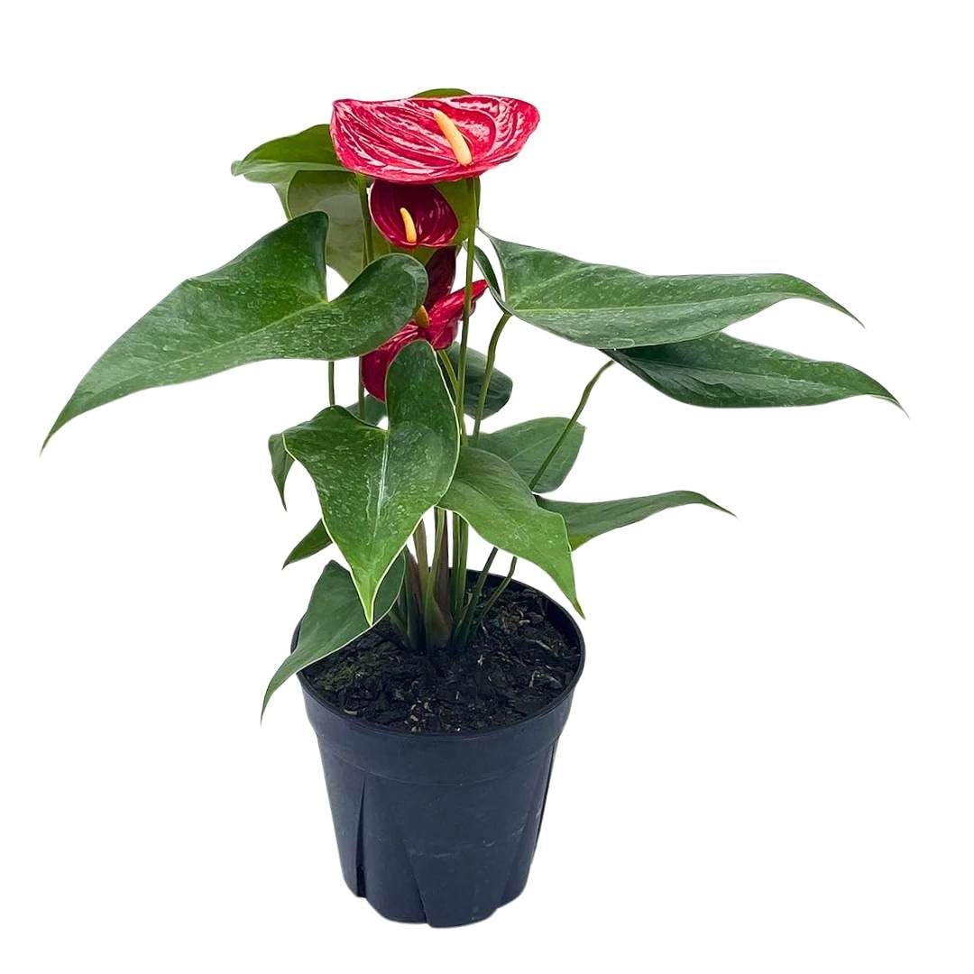 Anthurium Red, Flamingo Lily, andraeanum Linden ex Andre Painter's Palette in 4 inch Pot, Healthy