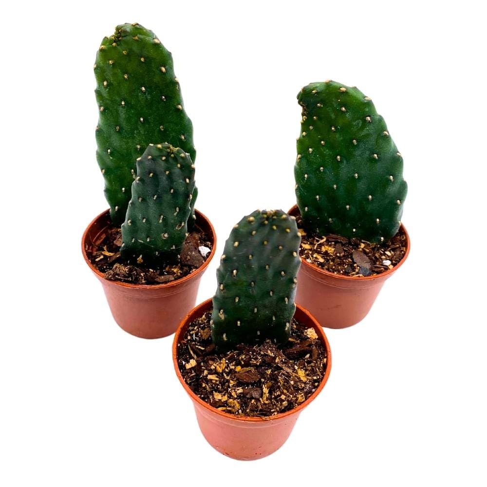 Sour Pricklypear, 2 inch Set of 3, Consolea rubescens, Opuntia Road Kill Cactus, Tiny Mini Pixie Plants