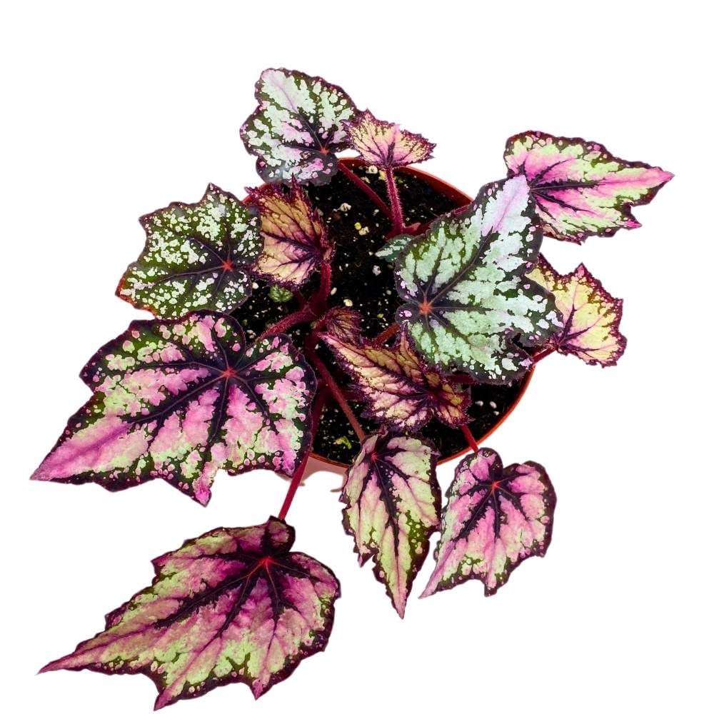 Begonia Rex Robert Golden, 6 inch Purple Gray Black Band Jagged Leaves