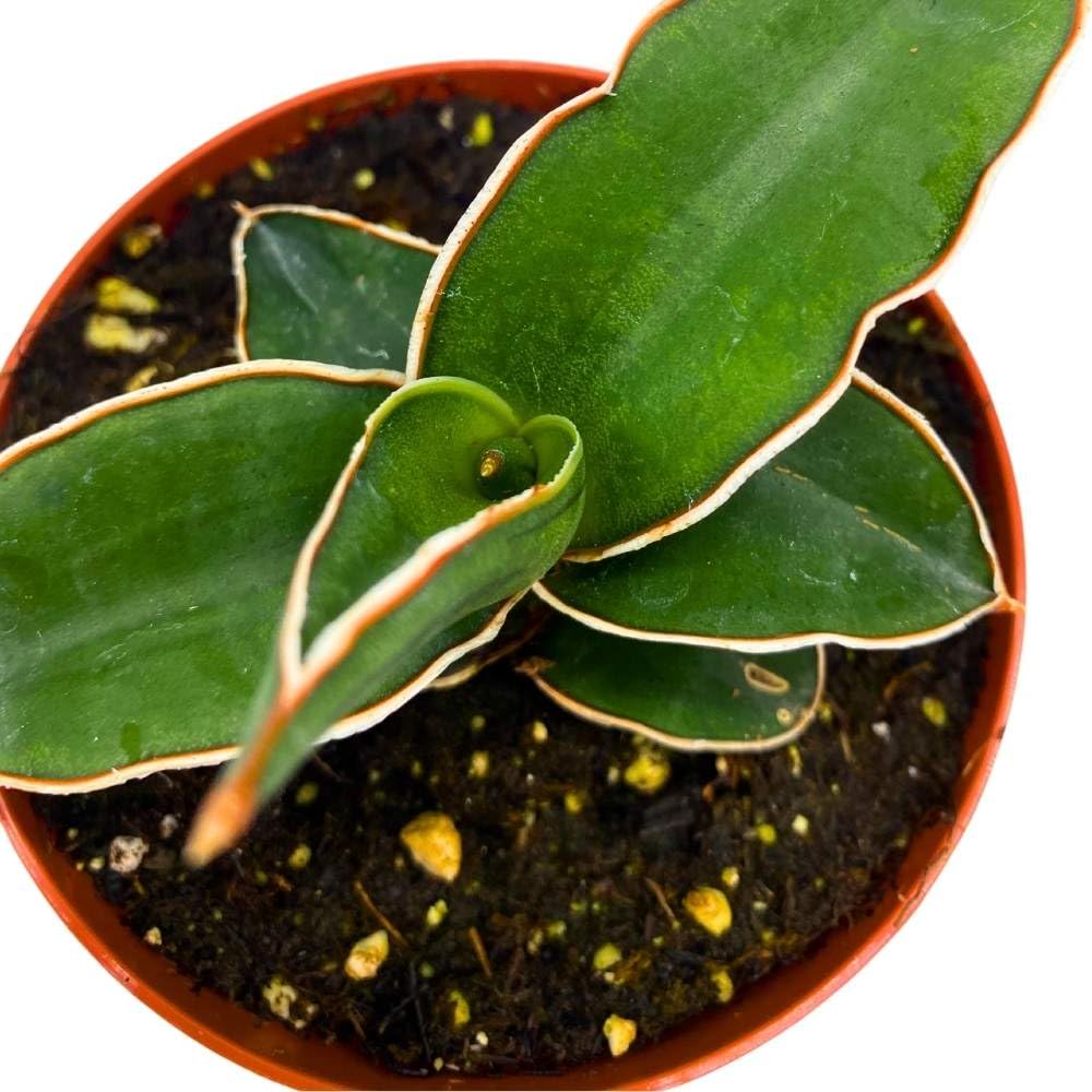 banana snake plant BubbleBlooms Samurai Dwarf 4 inch Sansevieria Lavranos Banana Ehrenbergii, Star Exotic Snake Plant