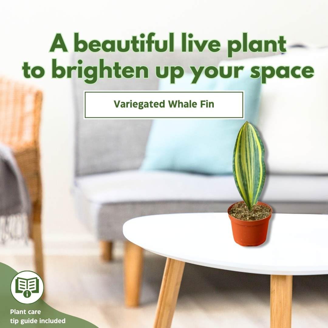 BubbleBlooms Variegated Whale Fin Snake Plant in a 6 inch Pot Sansevieria Masoniana Yellow Variegation, Whale Tail