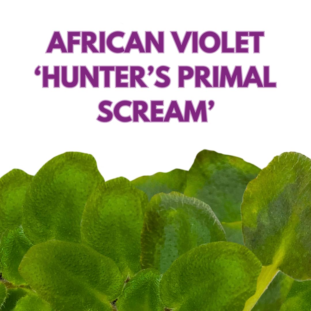 Harmony Foliage Mini African Violet Hunter's Primal Scream 2 inch Purple Flower White Flecks