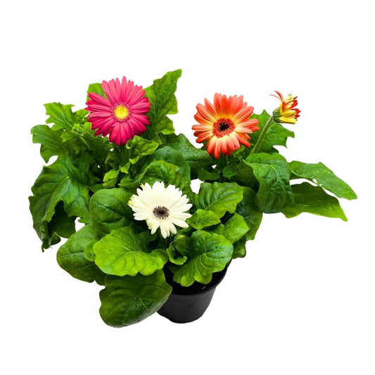 BubbleBlooms Flowering Gerbera Daisy jamesonii Set of 3 in 4 inch pots African Barberton Transvaal Hilton Daisy Mother's Day Plants