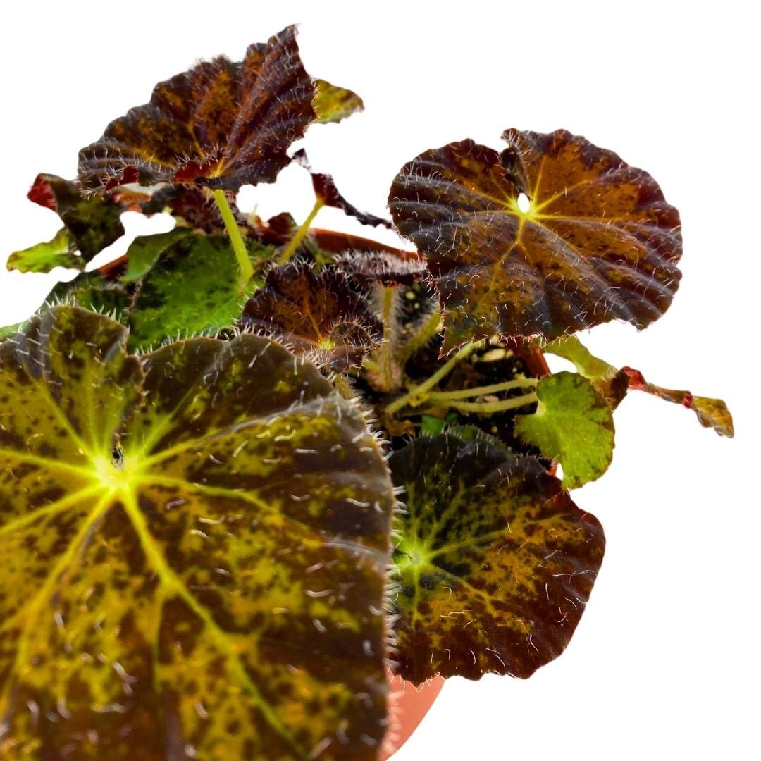 Harmony Foliage Begonia Night Eyes 4 inch Rhizomatous