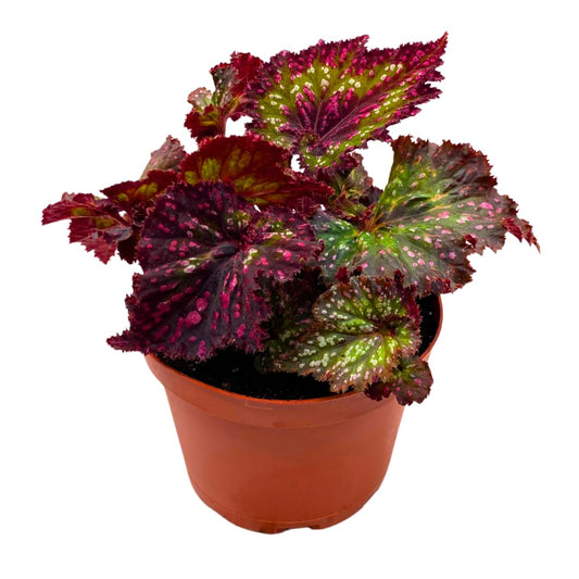 Harmony Foliage Harmony's Voodoo Queen Begonia Rex 4 inch Pink Green White