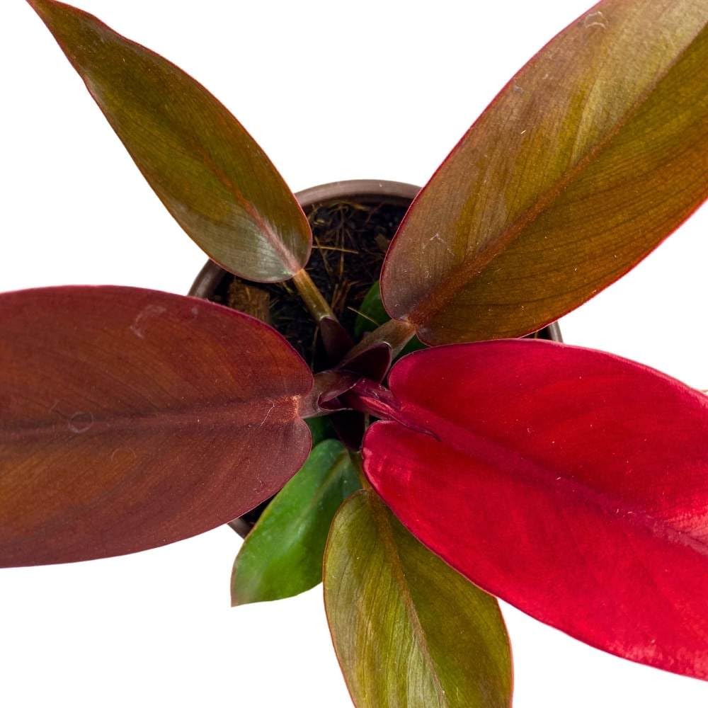 sun red philodendron BubbleBlooms Sun Red Philodendron in a 4 inch Pot Bright Red Philo – Florida House Plants