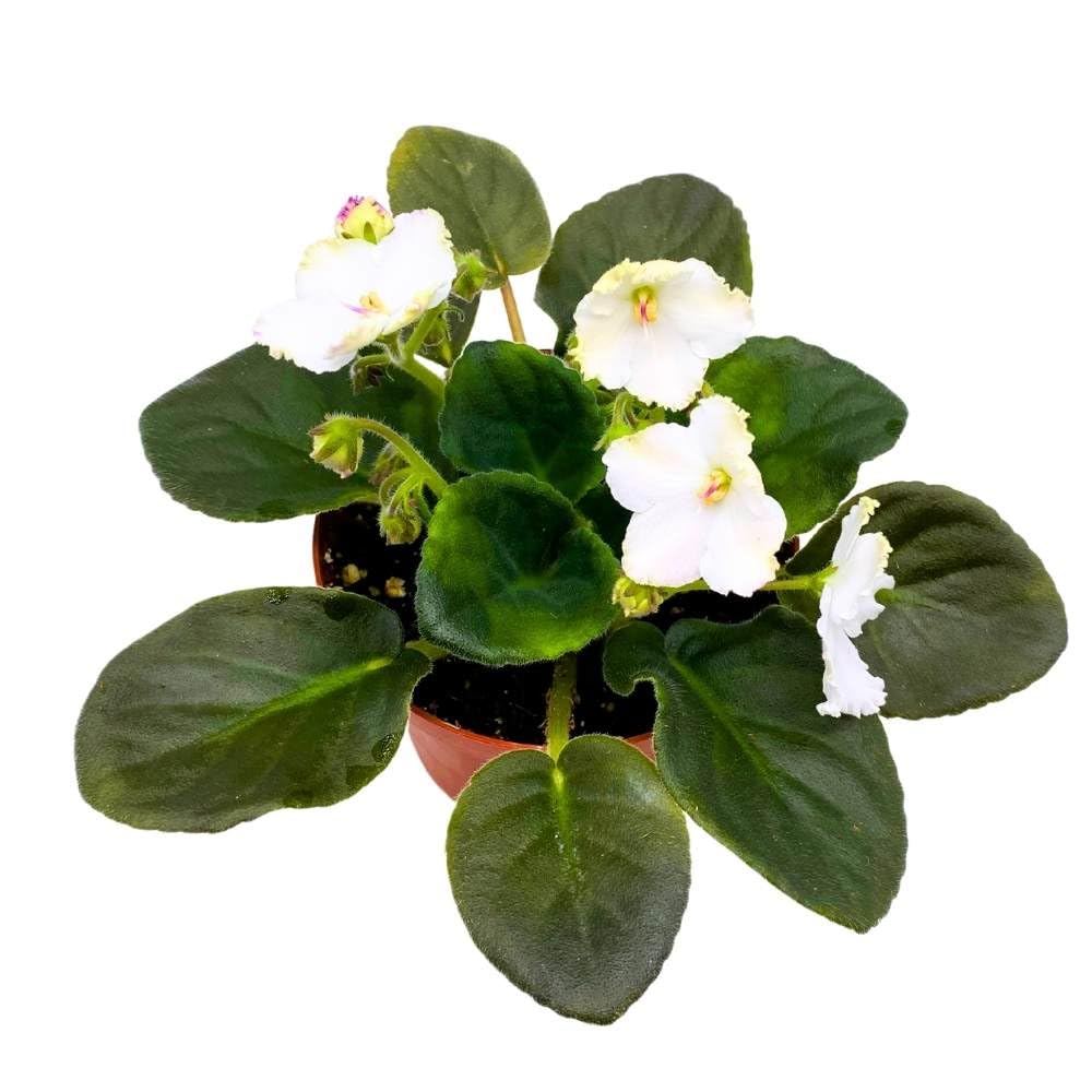 African Violet Heaven's-A-Calling, 4 inch White Flower Saintpaulia Gesneriads