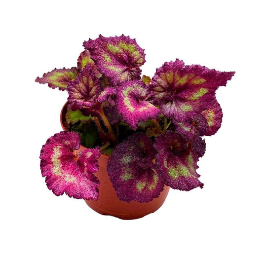 Harmony's Moody Mauve 6 inch Begonia Rex Glittery Pink