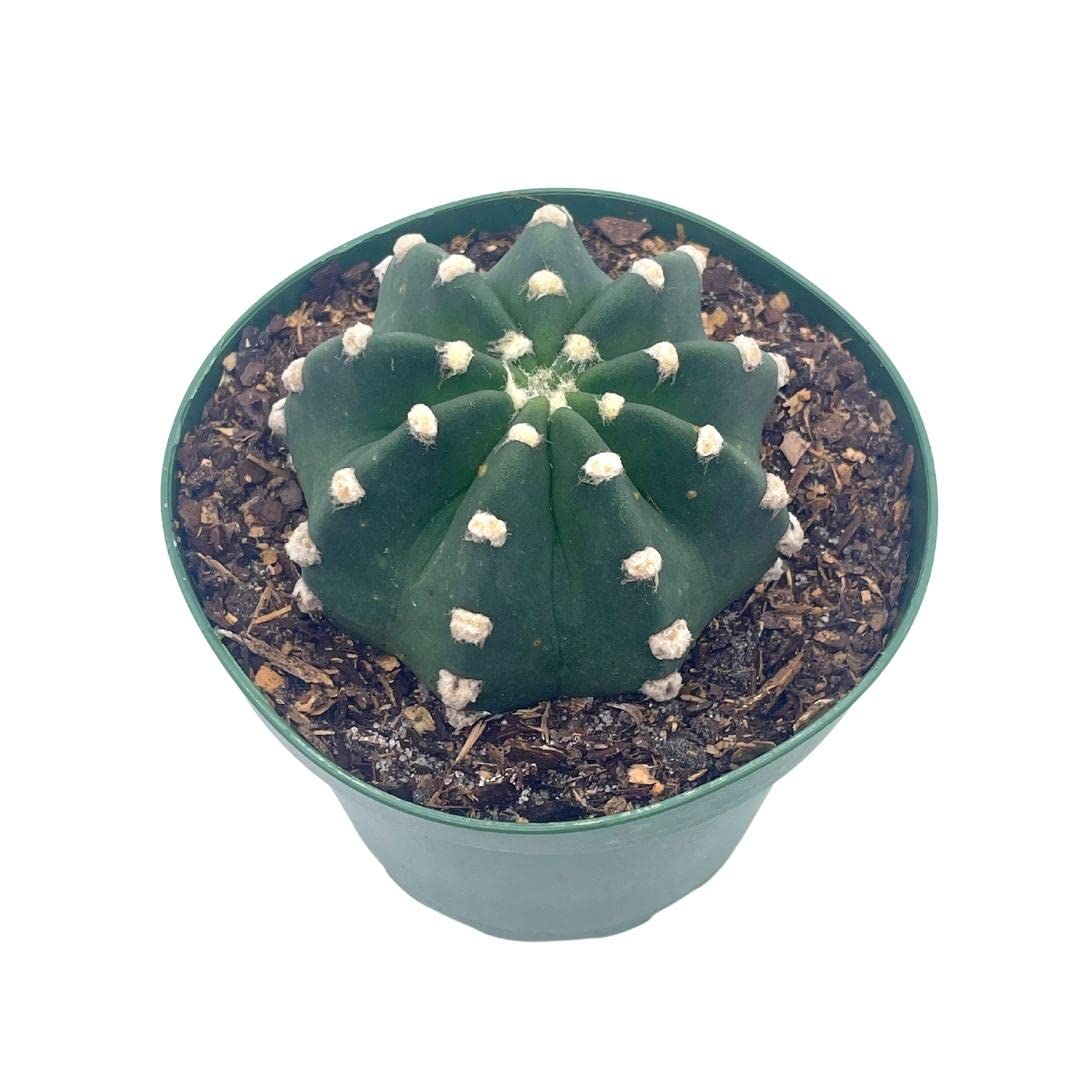 Easter Lily Cactus, Echinopsis subdenudata, Domino Cactus, in a 4 inch Pot