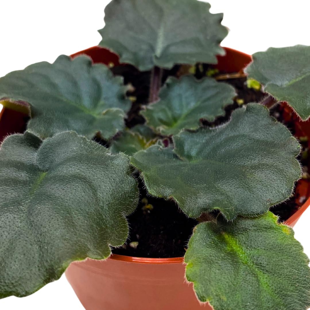 Harmony Foliage African Violet Lemon Whip 4 inch White Ruffle