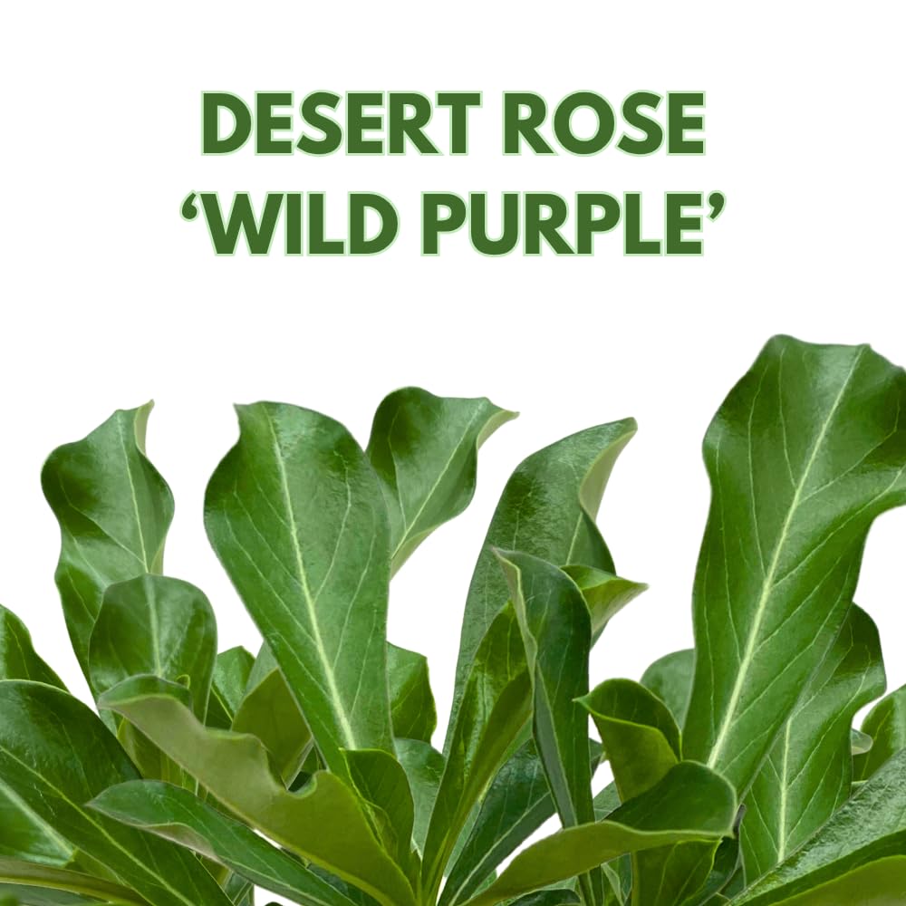 BubbleBlooms Desert Rose Wild Purple in a 4 inch Pot Extremely Rare Flower