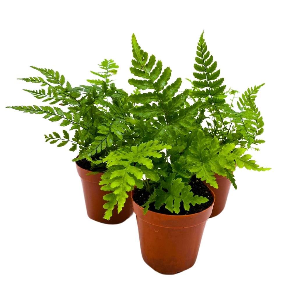 Autumn Fern 2 inch Set of 3 Dryopteris erythrosora Tiny Mini Pixie Plants