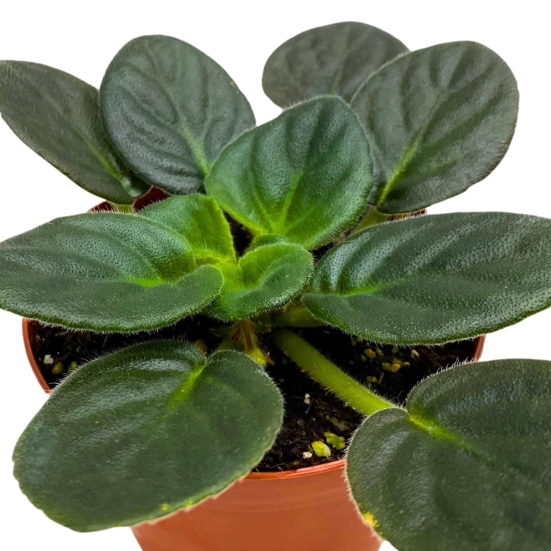 Harmony Foliage African Violet Radiant Glow 4 inch Purple Flower