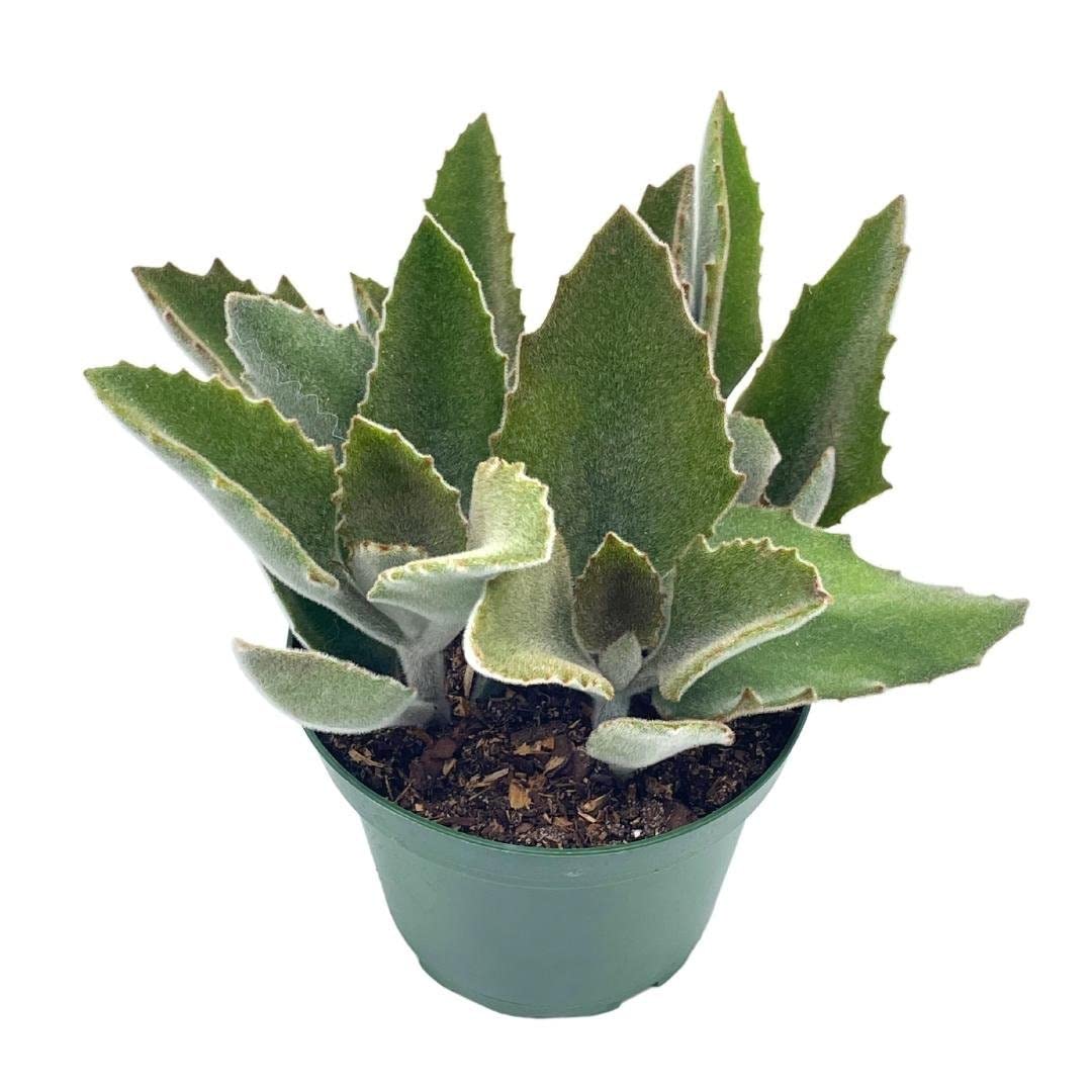 Kalanchoe Beharensis, 4 inch, Donkey Ears, Drake Donkey's Ear Succulent