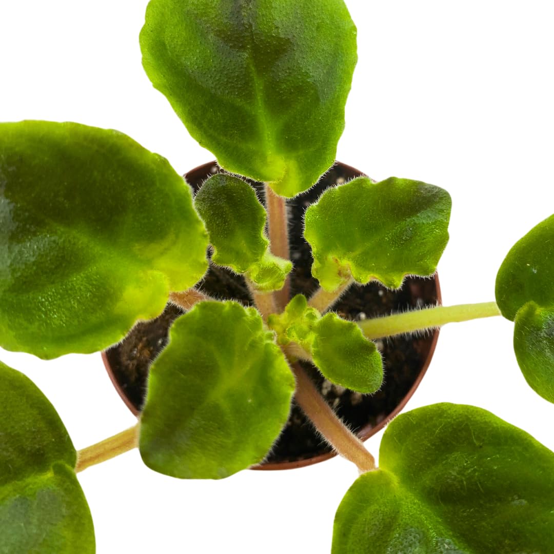 Harmony Foliage Mini African Violet California Victory, 2 inch White Pink Flower