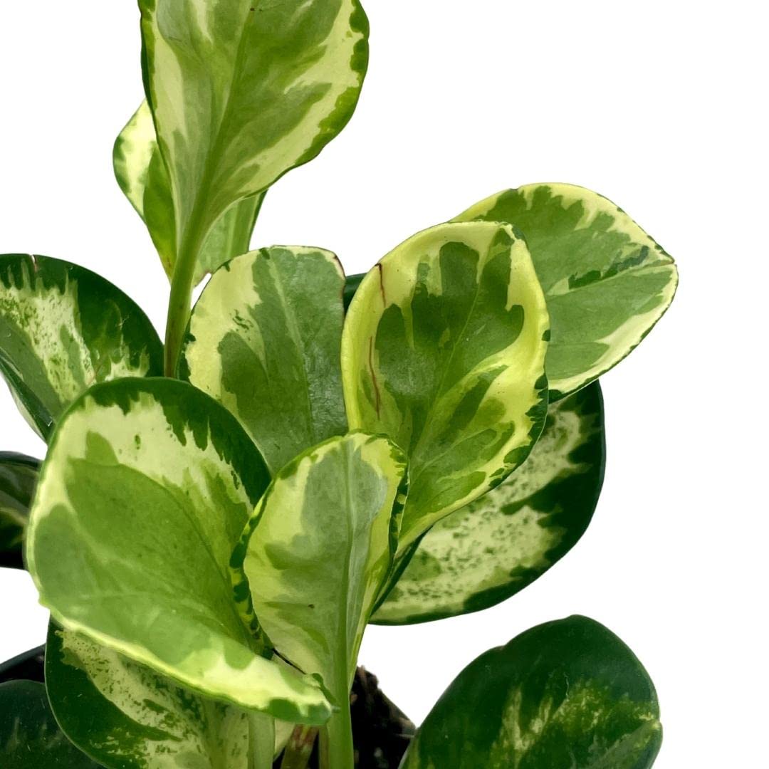 Variegated Peperomia obtusifolia, Marble Rubber Spoonleaf Plant, magnoliifolia rubberplant, in a 4 inch Pot,