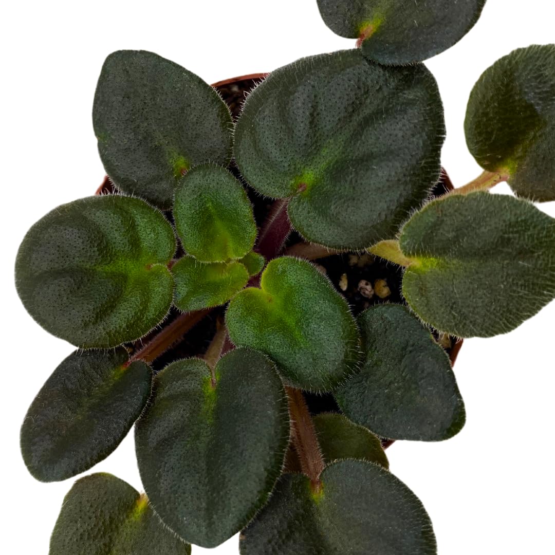 Harmony Foliage Mini African Violet Lucky Ladybug 2 inch Red Flower