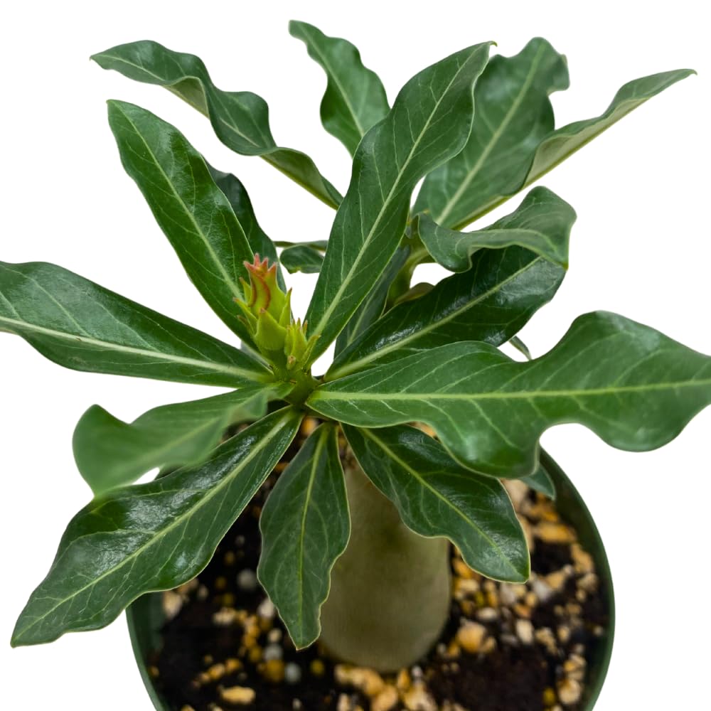 BubbleBlooms Desert Rose Guangyao in a 4 inch Pot Extremely Rare Flower