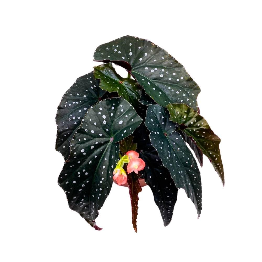 Harmony's Tempest Angel Wing Hybrid Cane Begonia, 6 inch, Narrow Crinkly Black with White Dots Silver Tip Pink Flower