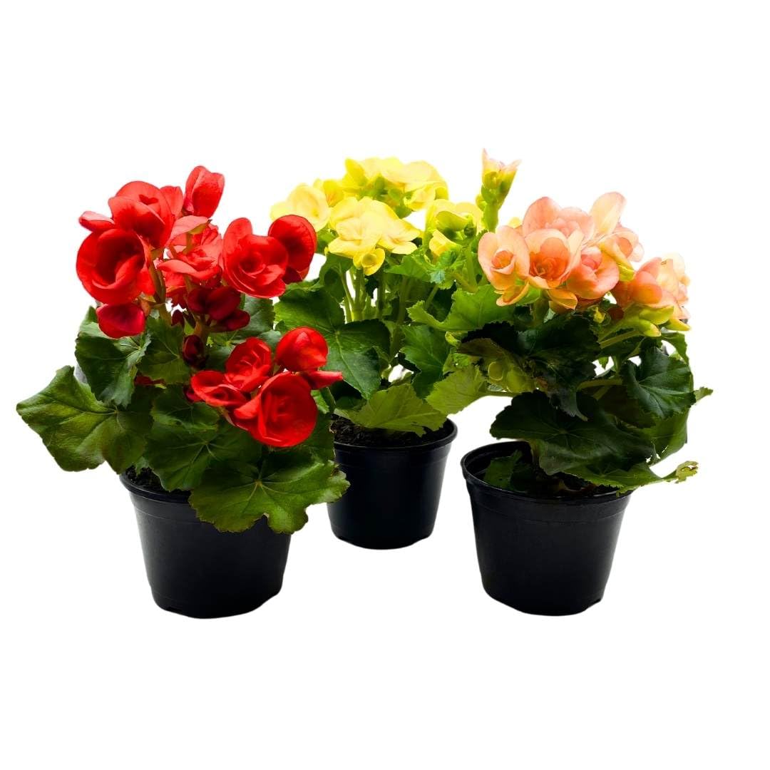 BubbleBlooms Flowering Rieger Begonia Set of 3 in 4 inch pots Hiemalis Elatior Hardy Begonia grandis tuberosa Mother's Day Plants