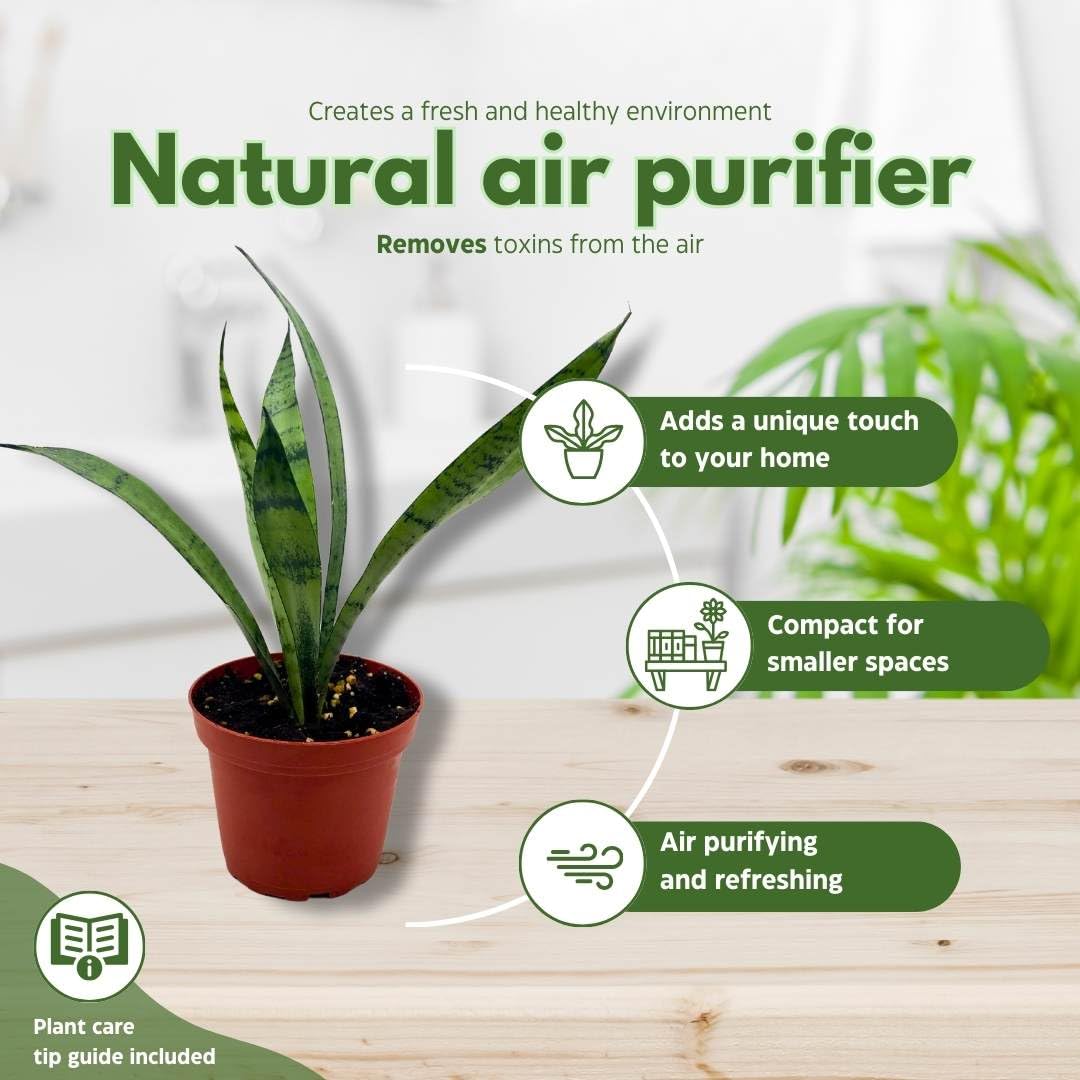 BubbleBlooms Sansevieria Silver Princess 4 inch Rare Sansevieria trifasciata Hybrid Snake Plant