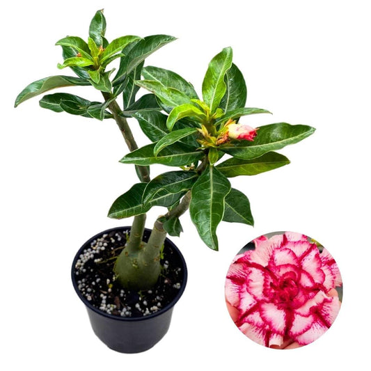 BubbleBlooms Desert Rose Guangyao 5 inch Pot Red Pink and White Variegated Exotic Rare Flower