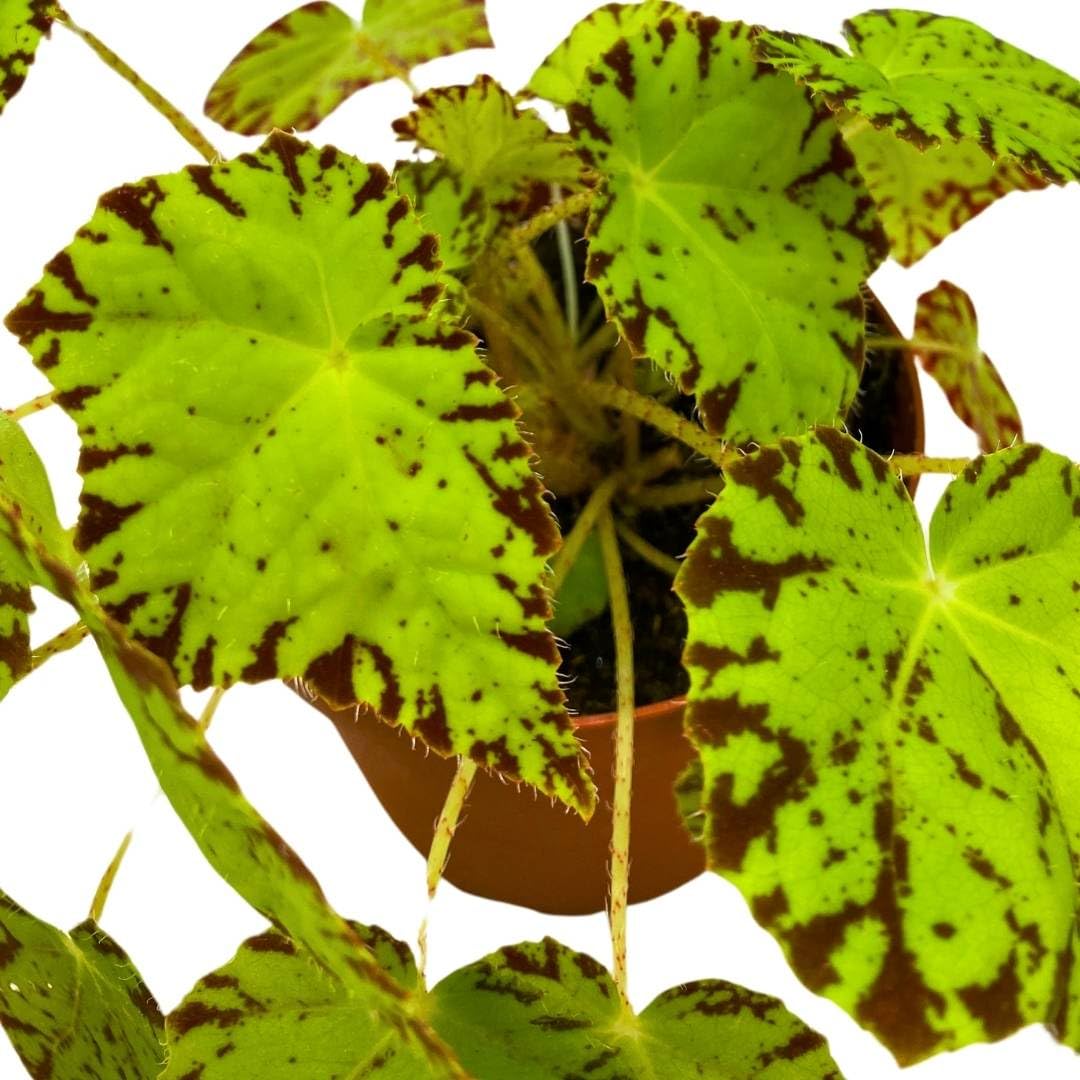 Harmony Foliage Begonia Golden Swallowtail 4 inch Rhizomatous