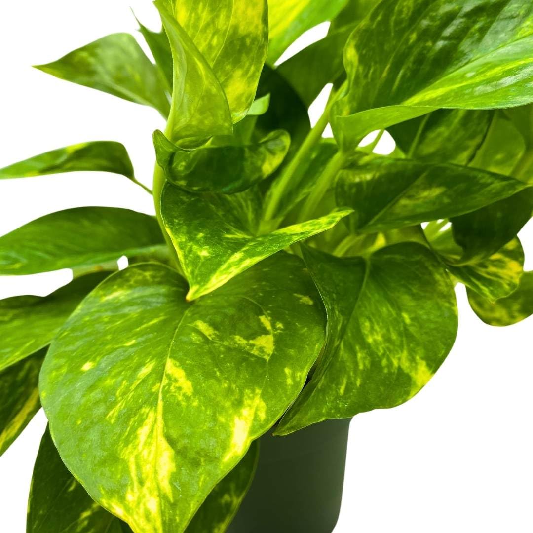 BubbleBlooms Golden Pothos 4 inch Epipremnum aureum