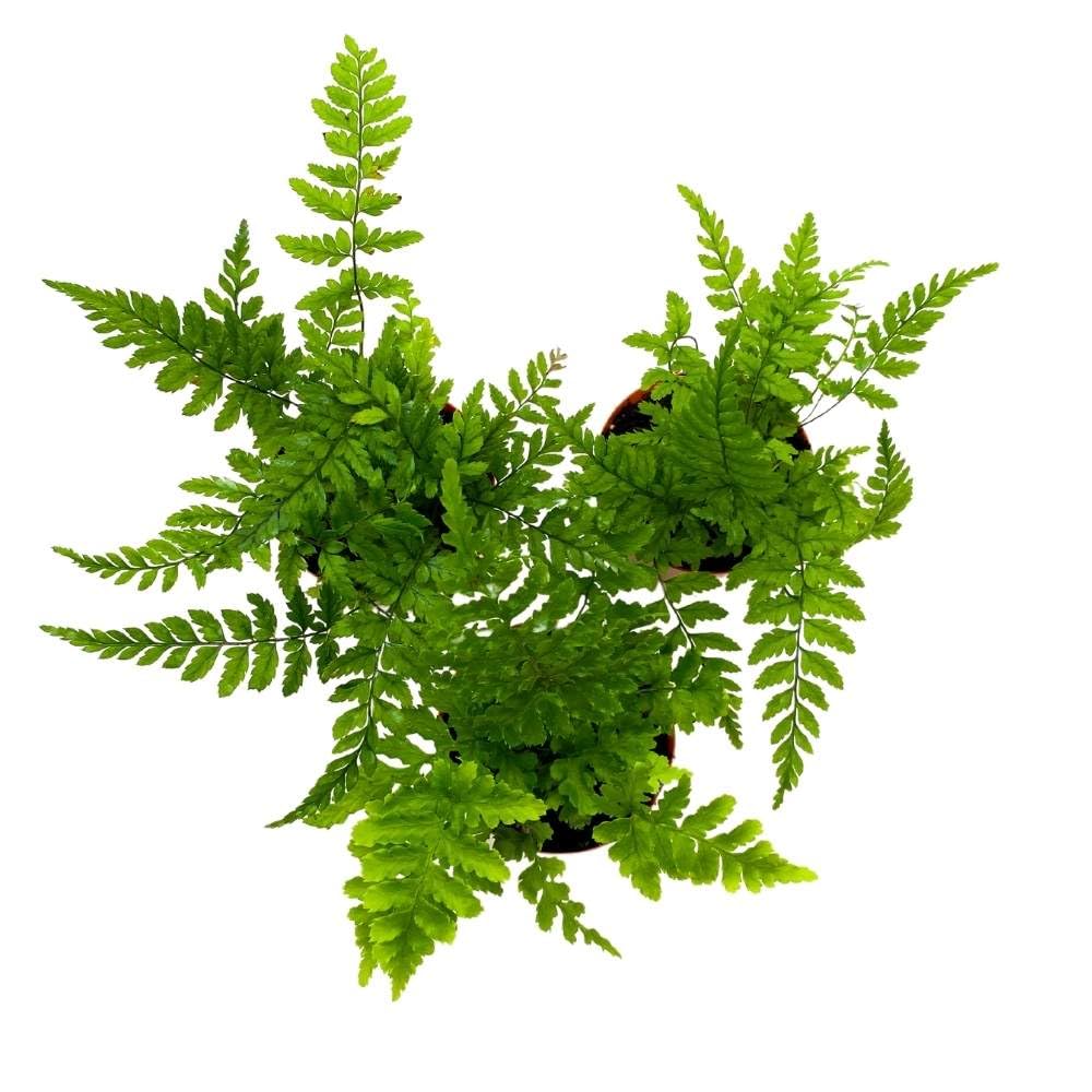 Autumn Fern 2 inch Set of 3 Dryopteris erythrosora Tiny Mini Pixie Plants