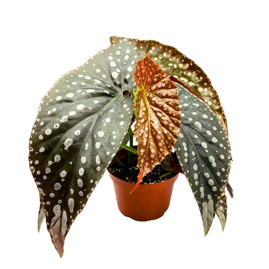 Harmony's Raven Angel Wing Cane Begonia 6 inch Premium Hybrid