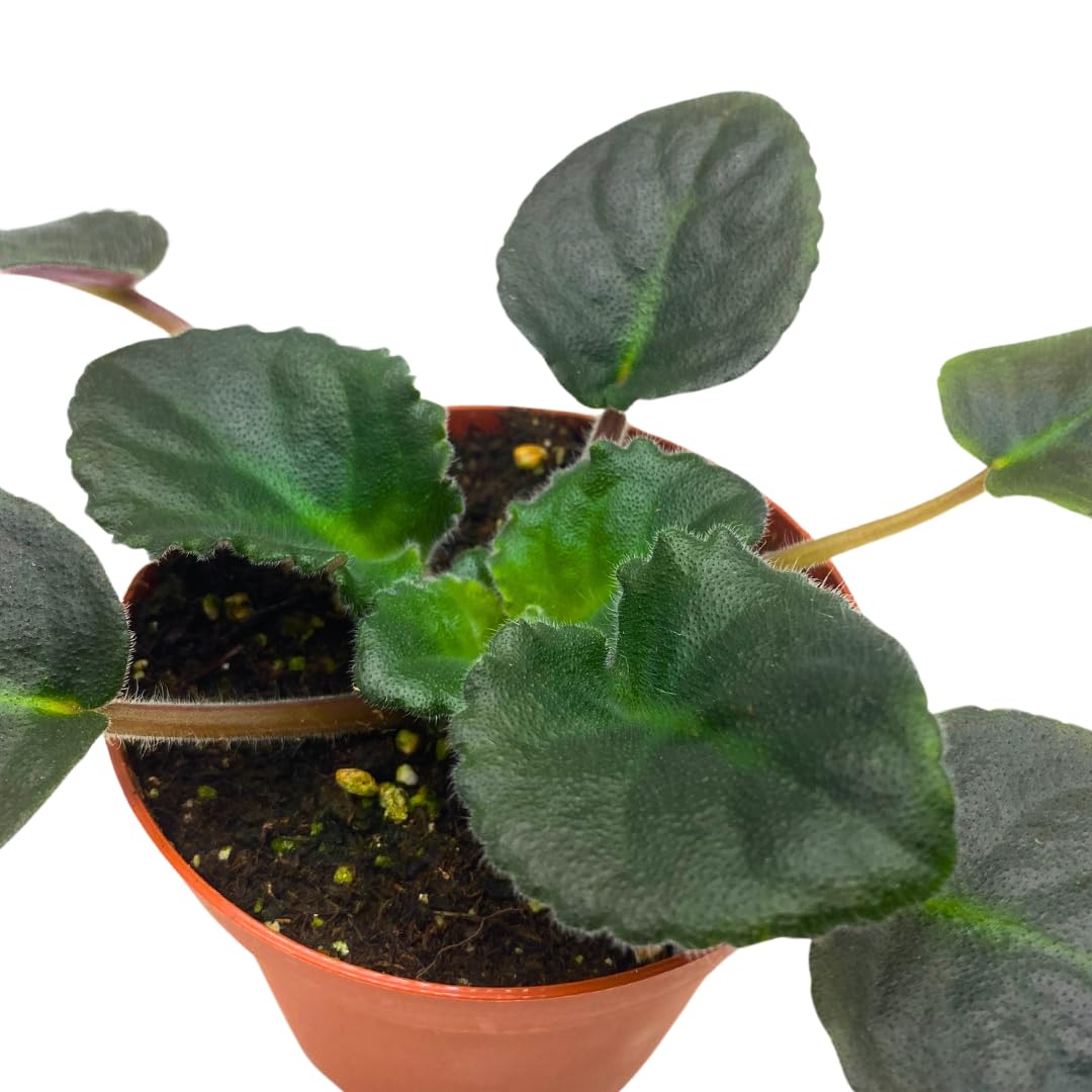 Harmony Foliage African Violet RM Vesna 4 inch Pink Flower