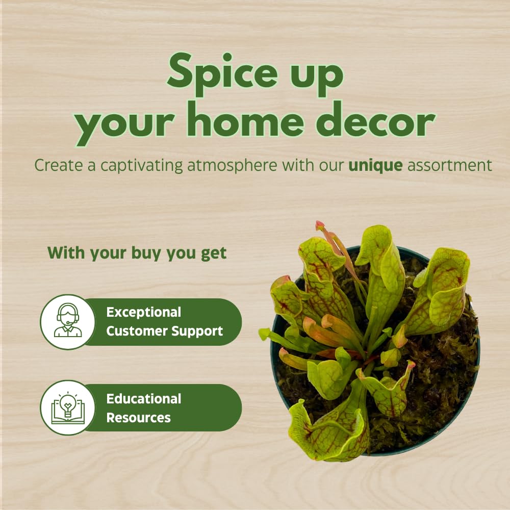 BubbleBlooms Carnivorous Assortment in 3 inch Pots Set of 3