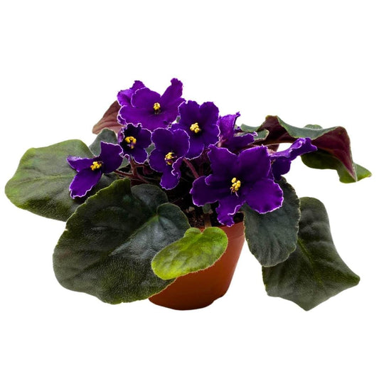 Harmony Foliage African Violet VaT Star Race 4 inch