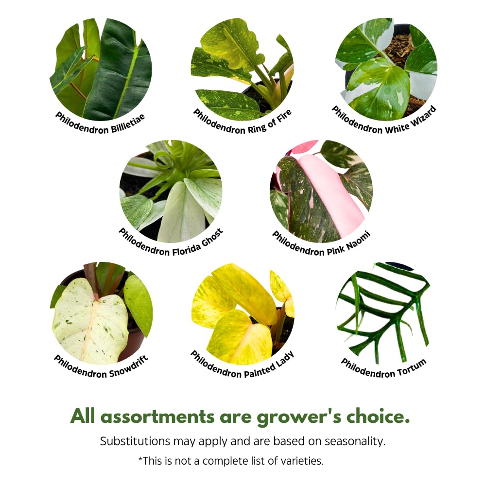 BubbleBlooms Rare Variegated Philodendron Assortment in 4 inch Pots Set of 3