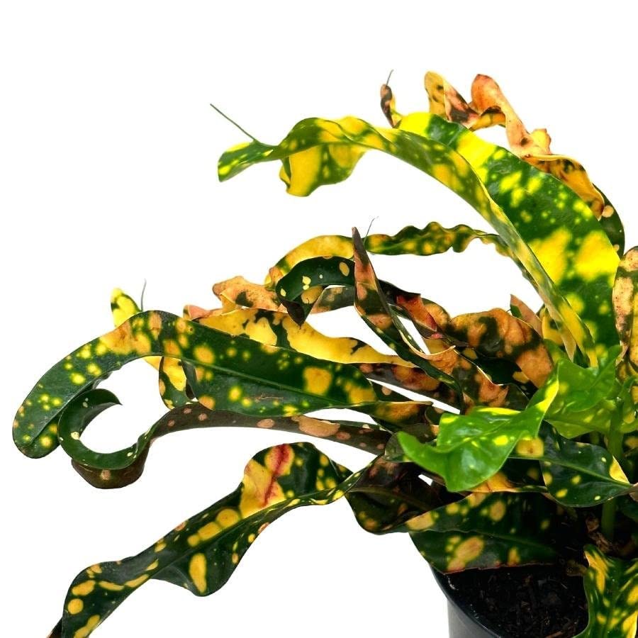 Twisted Variegated Croton Mammy, 4 inch, Very Rare Codiaeum variegatum