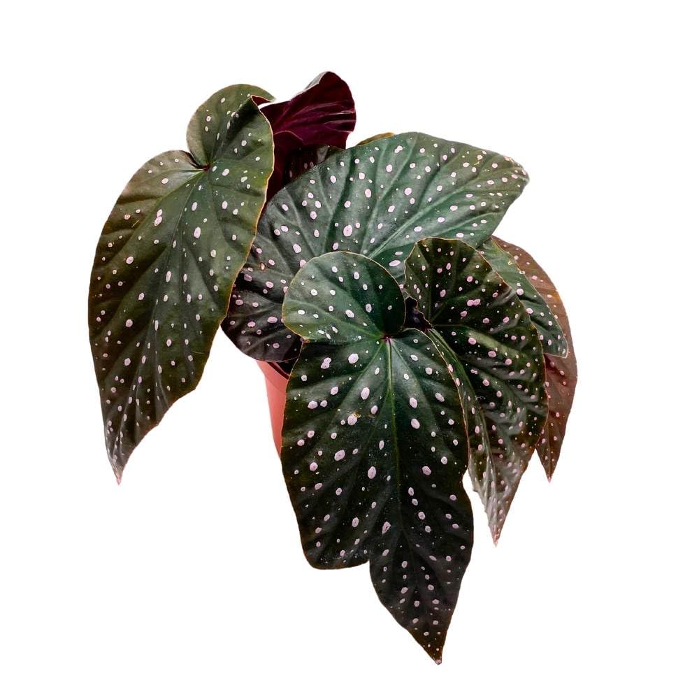 Harmony's Yin and Yang Angel Wing Hybrid Cane Begonia, 6 inch, Pink Polkadots Black Leaves