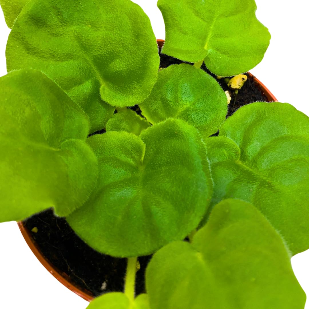 Harmony Foliage African Violet LE Mojito 4 inch White Green Flower