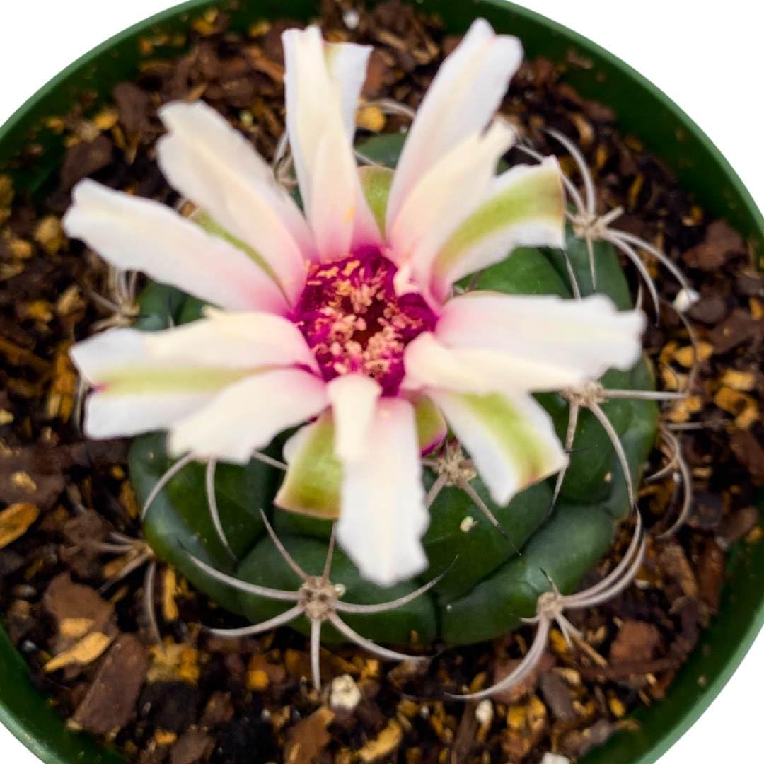 BubbleBlooms Rare Gymnocalycium Moon Cactus in a 4 inch Pot