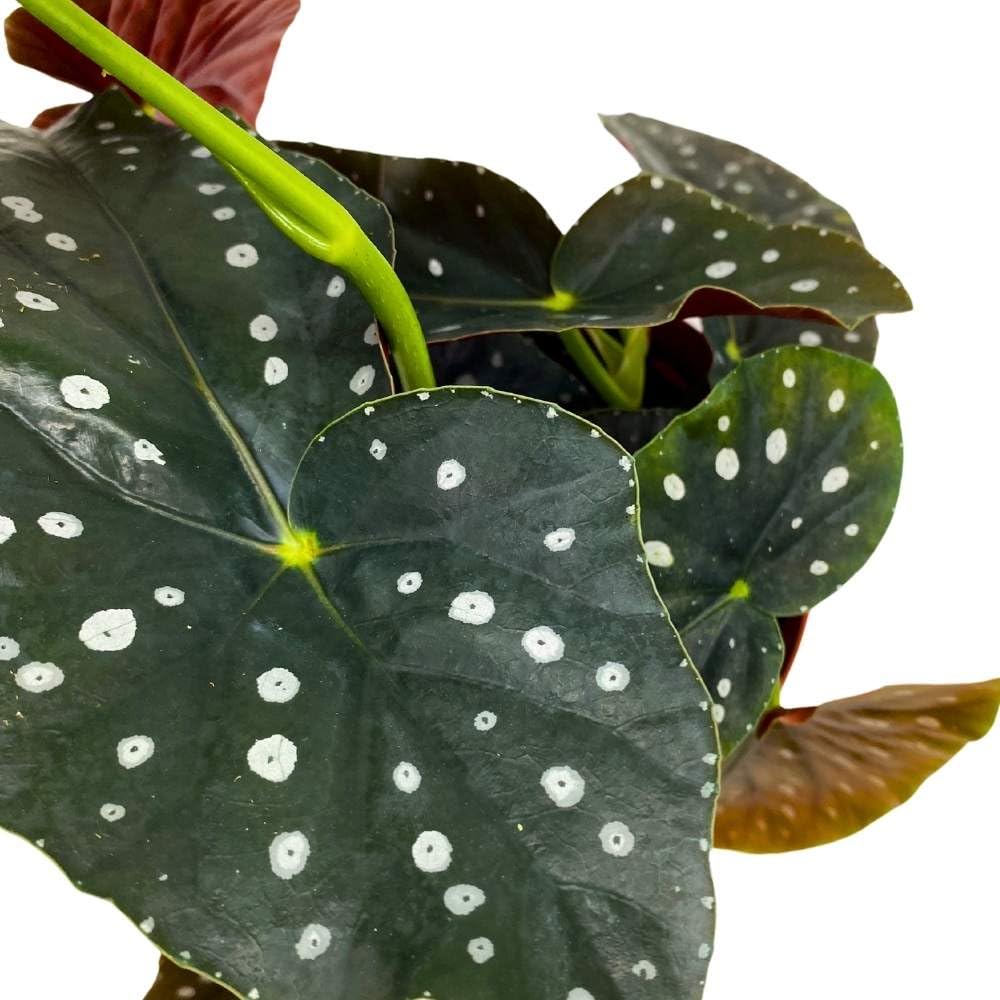 Lone Star Aussie Angel Wing, 6 inch Cane Begonia Dark Large Leaf with Silver Tip White Polkadots