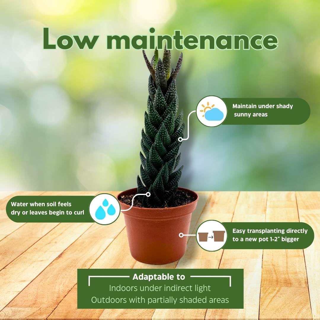 Haworthia coarctata, Green Haworthiopsis attenuata, haworthia reinwardtii, Zebra Wart, Aloe coarctata, f. greenii