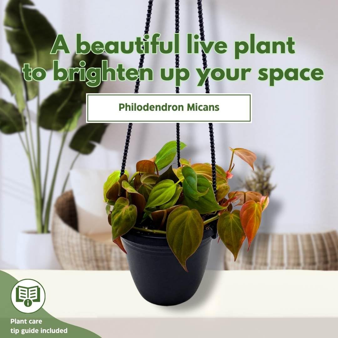 BubbleBlooms Philodendron Micans Hanging Basket