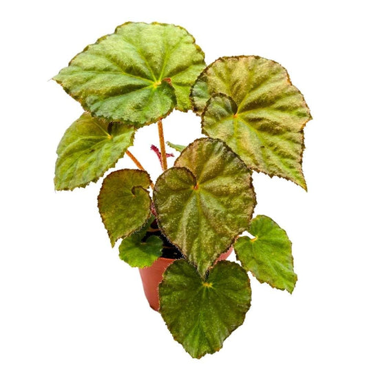 Begonia Nite Satin, 4 inch Green with Black Edge Rhizomatous Rhizo